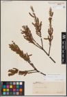 Foto von Salix eleagnos Scop.